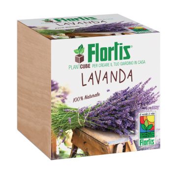 Semi Pianta Lavanda : : Giardino e giardinaggio